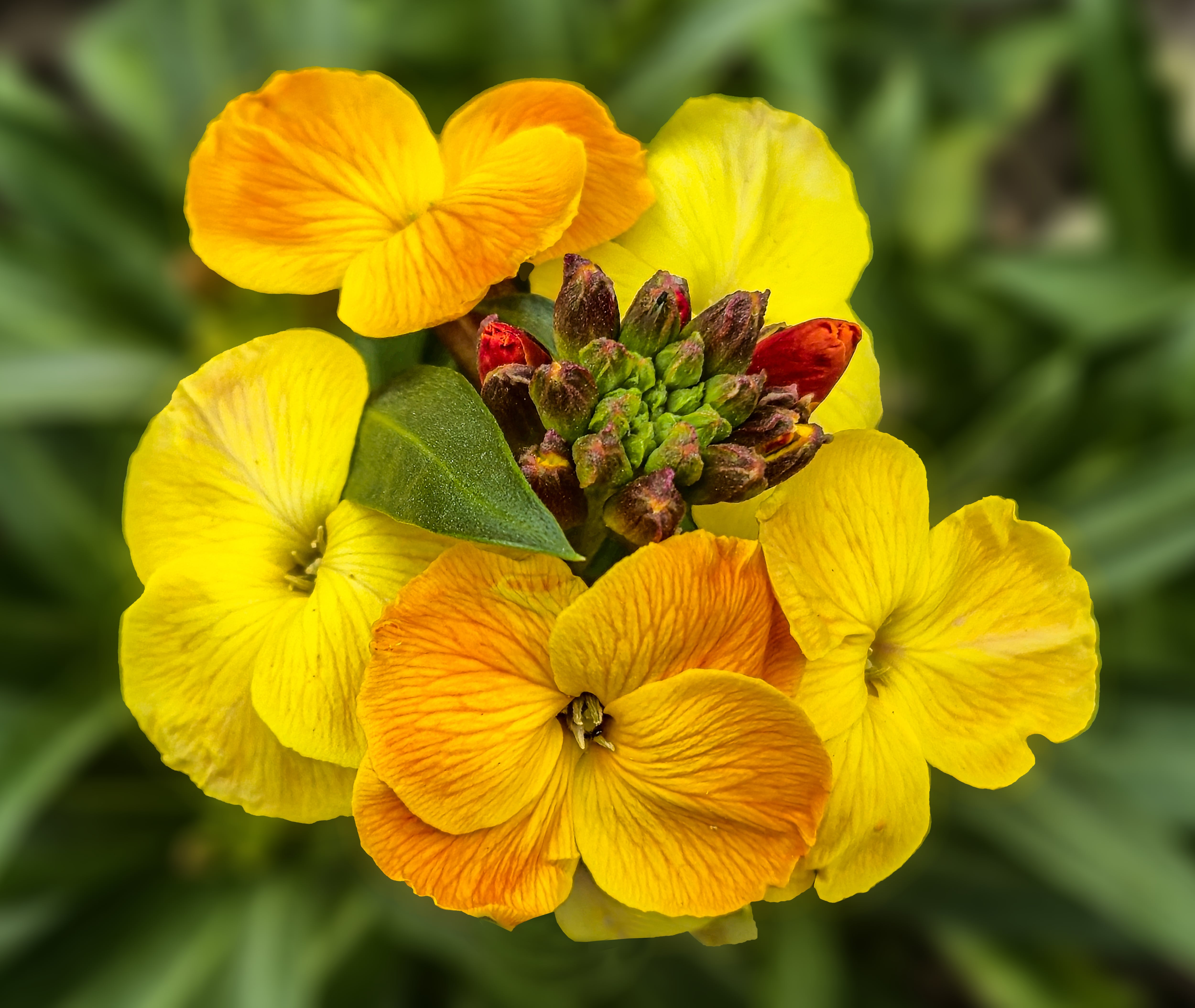 Alhelí o ‘wallflower’: la flor experta en germinar en las grietas de las paredes
