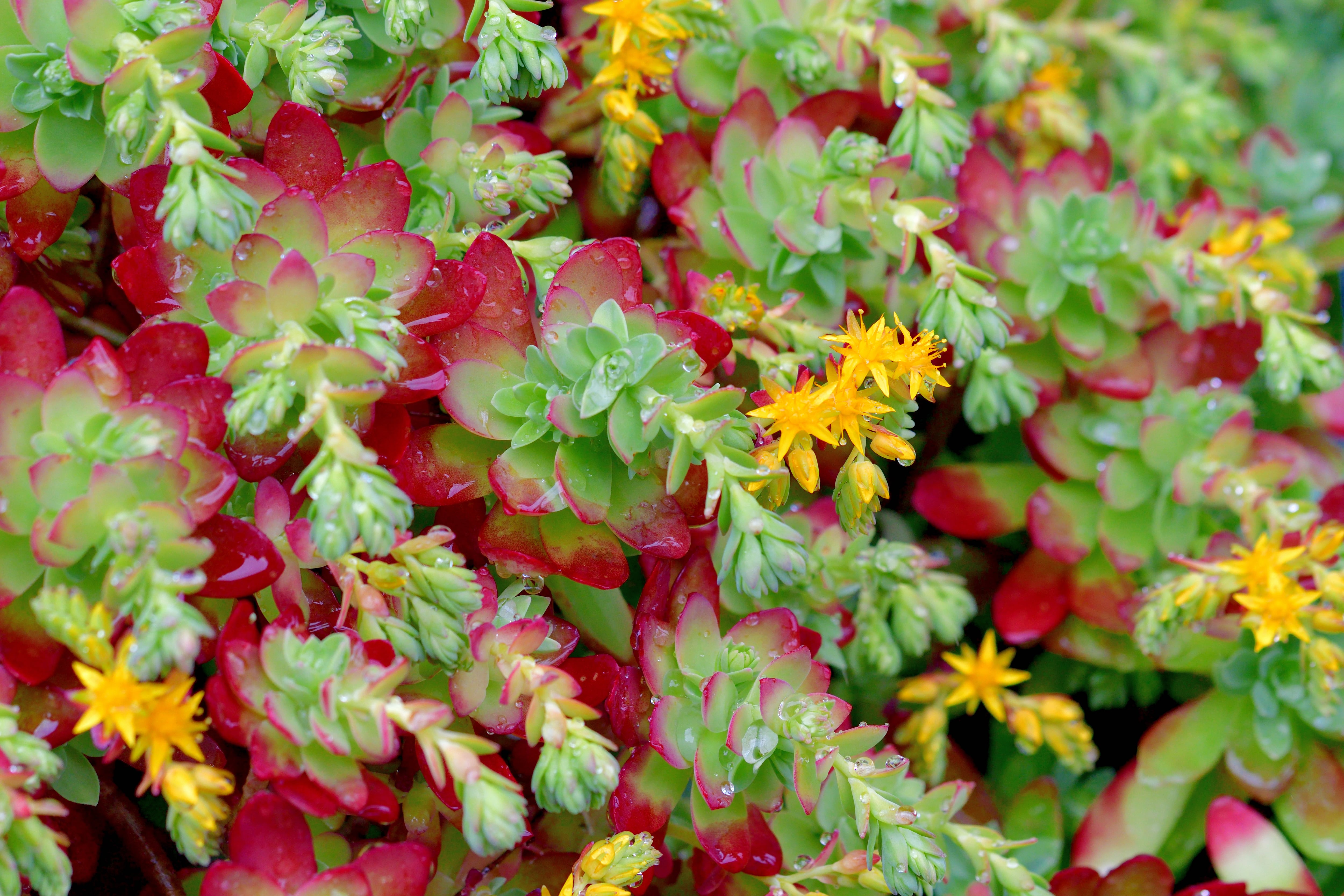 Sedo de Palmer, la planta todoterreno que engalana cualquier terraza